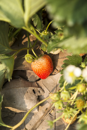 Fresh strawberry with green leaves in the garden.の写真素材