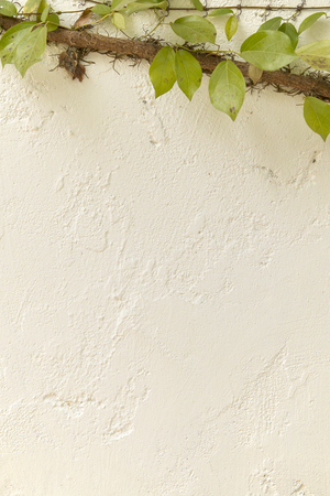 Velcro tree in climbing on white clay wall.の写真素材