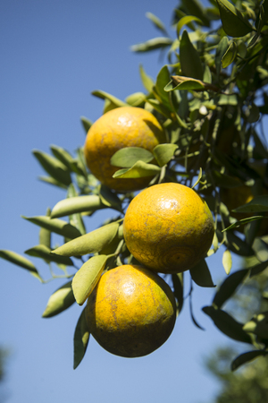 Fresh Oranges honeysuckle species oranges pile on tree.の写真素材