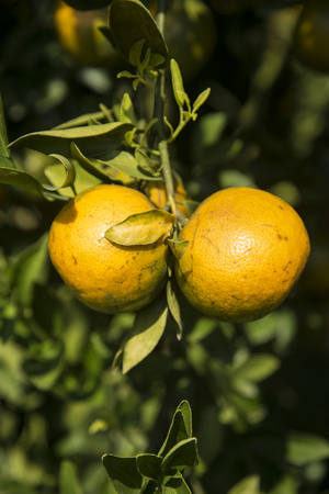Fresh Oranges honeysuckle species oranges pile on tree.の写真素材