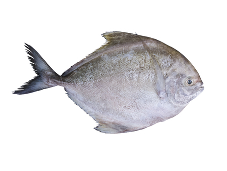 Black pomfret fish isolated on white background.の写真素材