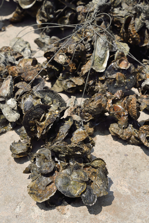 Fresh oysters from farm. (Front focus)の写真素材