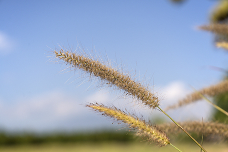 Close up of Penisetum Polystachyon Flowers.の写真素材