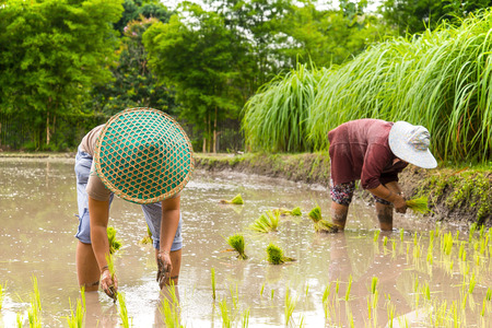 Thai farmer planting young paddy in agriculture field.の写真素材
