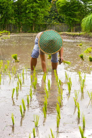 Thai farmer planting young paddy in agriculture field.の写真素材