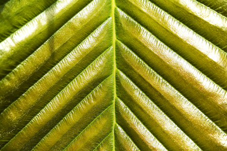 Green Leaf Texture. (Dipterocarpus Alatus)の写真素材