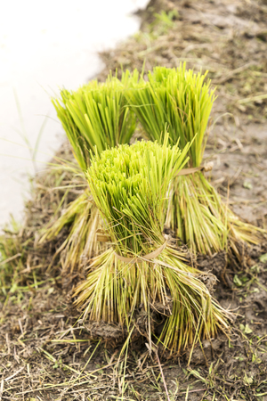 Young rice sprout ready to growing in the rice field - a paddy sprout for transplanting in rainy season, Thailand.の写真素材