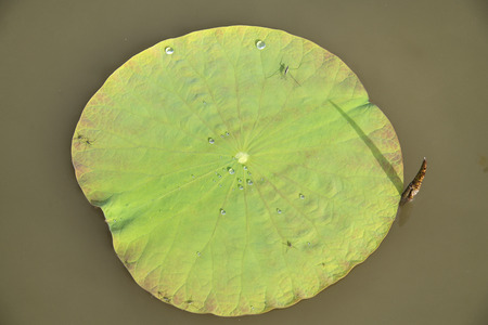 Green lotus leaf in the lake.の写真素材
