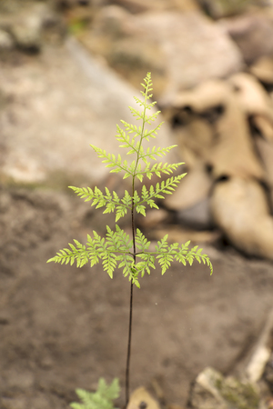 Close up of Fern Leave in a Forest. (Selective Focus)の写真素材