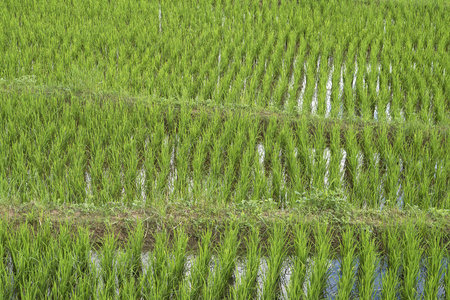Rice plants growing on a paddy field.の写真素材