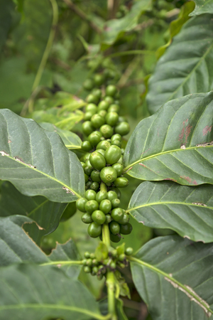 Coffee Fruits Still Green in the Plant. (Selective Focus)の写真素材