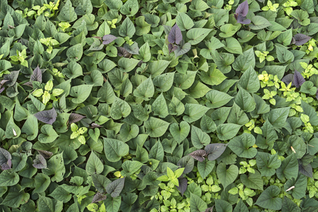 Picture of Plu Kaow, Saururaceae Background.の写真素材