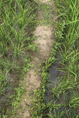 Rice Field Ridge. (Top View)の写真素材