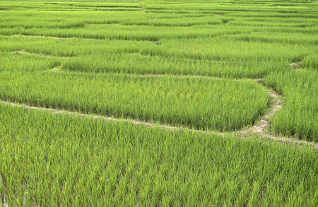 Rice plants growing on a paddy field. (Selective Focus)の写真素材