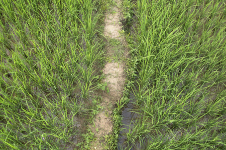 Rice Field Ridge. (Top View)の写真素材