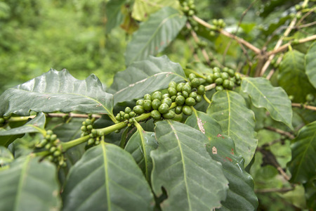 Coffee Fruits Still Green in the Plant. (Selective Focus)の写真素材