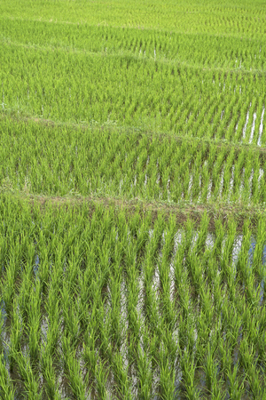 Rice plants growing on a paddy field.の写真素材