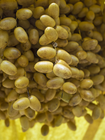 Dates on a Palm Tree. (Selective Focus)の写真素材