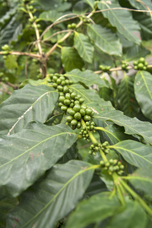 Coffee Fruits Still Green in the Plant. (Selective Focus)の写真素材