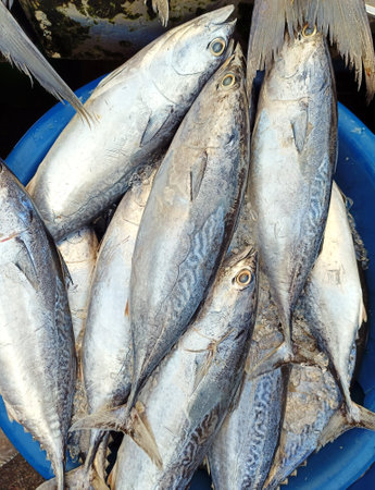 Tuna, Eastern little tuna, Thunnini, Longtail tuna, Northern bluefin tuna, King mackerel, bonito fish (Selective Focus)の写真素材