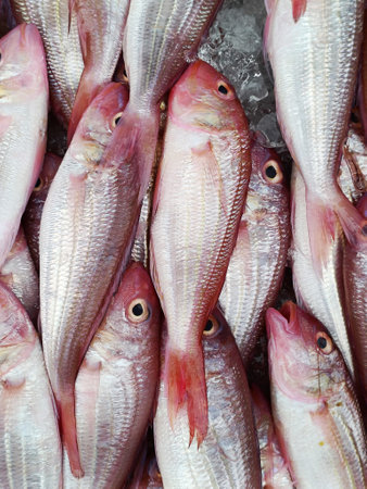 ORNATE THREADFIN BREAM, SHARPTOOTH SNAPPER, JAPANESE THREADFIN BREAM, Nemipterus hexodon on iceの写真素材