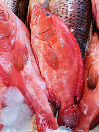 Selective focus of fresh and raw red banded grouper fish in marketの写真素材