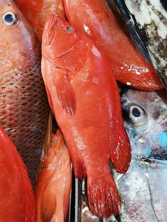 Selective focus of fresh and raw red banded grouper fish in marketの写真素材