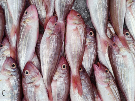 ORNATE THREADFIN BREAM, SHARPTOOTH SNAPPER, JAPANESE THREADFIN BREAM, Nemipterus hexodon on iceの写真素材