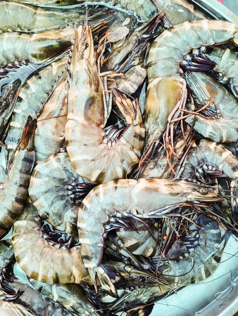 Fresh prawn or tiger shrimp on the market.の写真素材