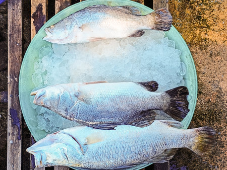 Many fresh Asian seabass, giant seaperch, barramundi or silver seaperch fish freezing on ice at seafood market or supermarket.giant seaperch,silver seaperch fish (Scientific name is Lates calcarifer)の写真素材