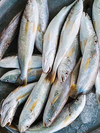 Fresh fish on ice at the fish market in Istanbul, Turkey.の写真素材