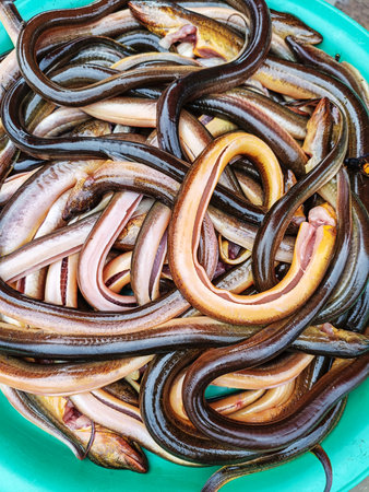 Eels (Monopterus albus) in large buckets for sale at the market.