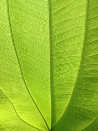 Pattern of leafの素材