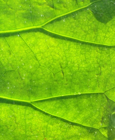 Green leaves in the gardenの素材