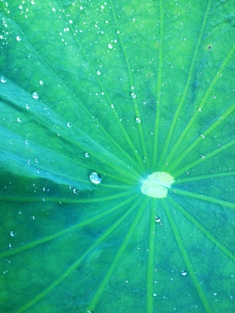 Green leaves in the gardenの素材