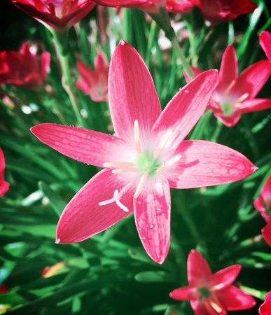 Pink flower in the gardenの素材