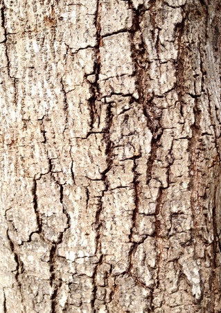 Cracks of woodsの素材