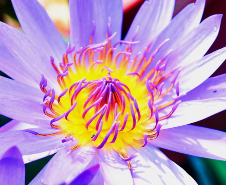 lotus in poolの写真素材
