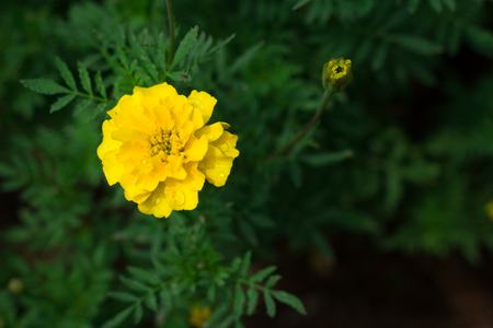 marigold close upの写真素材
