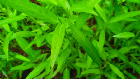 Closeup photo of kale leaf (Ipomea reptans) in the gardenの写真素材
