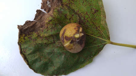 Isolated photo of rotten figs (Ficus carica) on their leaf with a white backgroundの写真素材