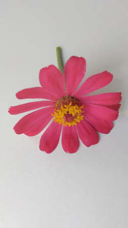 Closeup photo of purple narrow leaf zinnia flower petals Zinnia angustifolia with a grey background and photo shadows under the light of sunlightの写真素材