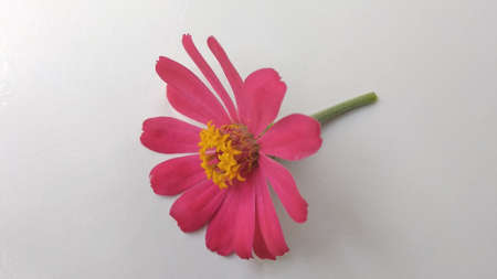 Closeup photo of purple narrow leaf zinnia flower petals Zinnia angustifolia with a grey background and photo shadows under the light of sunlightの写真素材