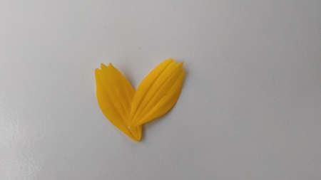 Closeup photo of yellow narrow leaf zinnia flower petals Zinnia angustifolia with a grey background and photo shadows under the light of sunlightの写真素材