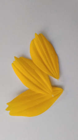 Closeup photo of yellow narrow leaf zinnia flower petals Zinnia angustifolia with a grey background and photo shadows under the light of sunlightの写真素材