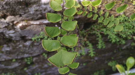 Wild green maidenhair fern grows at the wallの写真素材