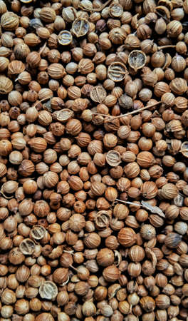 Dried coriander seed with negative space on the black background. Food ingredient background design....