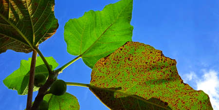 Beautiful bottom angle of figs tree (Ficus carica) on the blue sky background with the silhouette of...