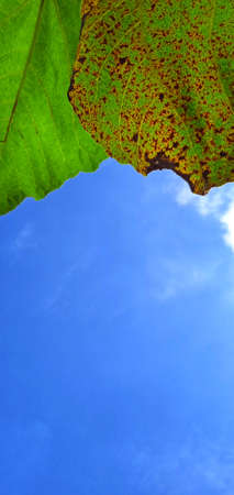 Beautiful bottom angle of green and brown leaves figs (Ficus carica) on the blue sky background. Available for text. Suitable for the agriculture advertising, company and industryの写真素材