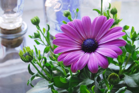 Pink (crimson) home flower in the interiorの写真素材